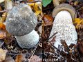Leccinum variicolor-amf342